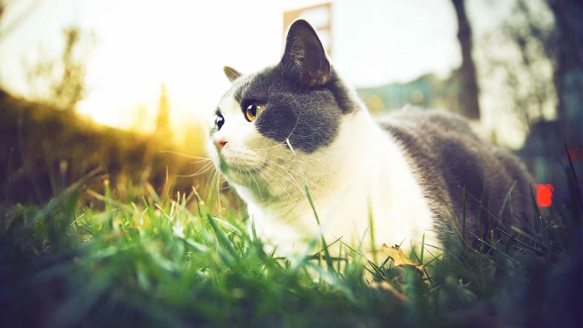 跨界传奇，塔图姆伯纳乌封神之夜，湖人降维打击锁定西部第一