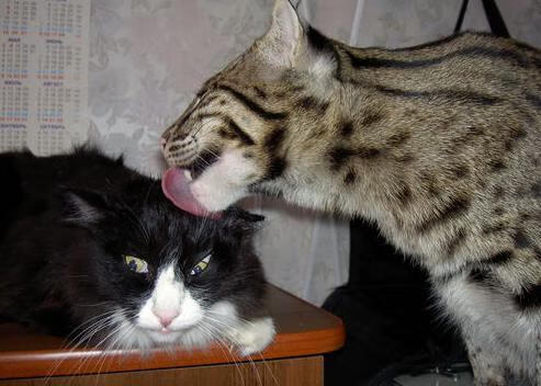 天山脚下的紫色惊雷,拉文生死战50分弑旧主,爵士逆袭改写西决历史