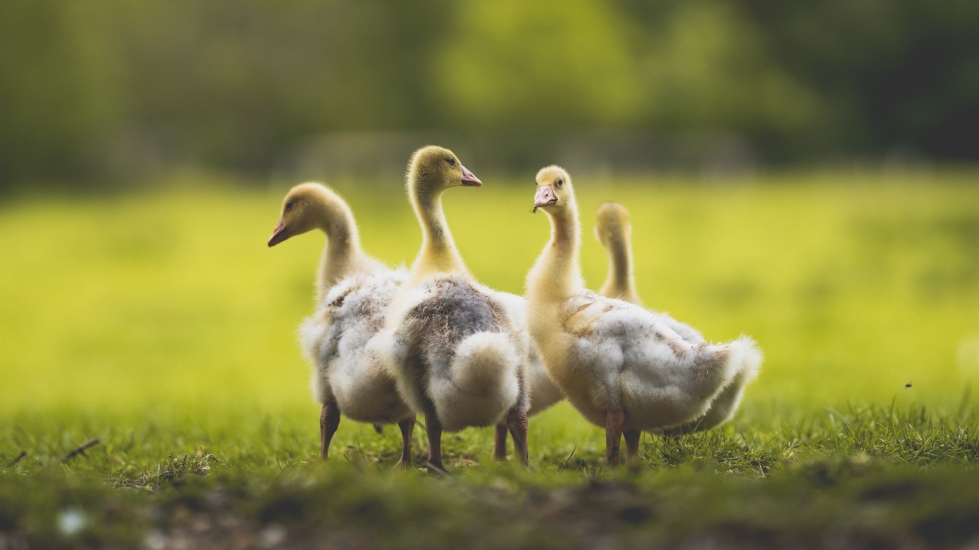 这就是NBA季后赛级别的防守剧本吗?比利亚雷亚尔换防锁死阿森纳