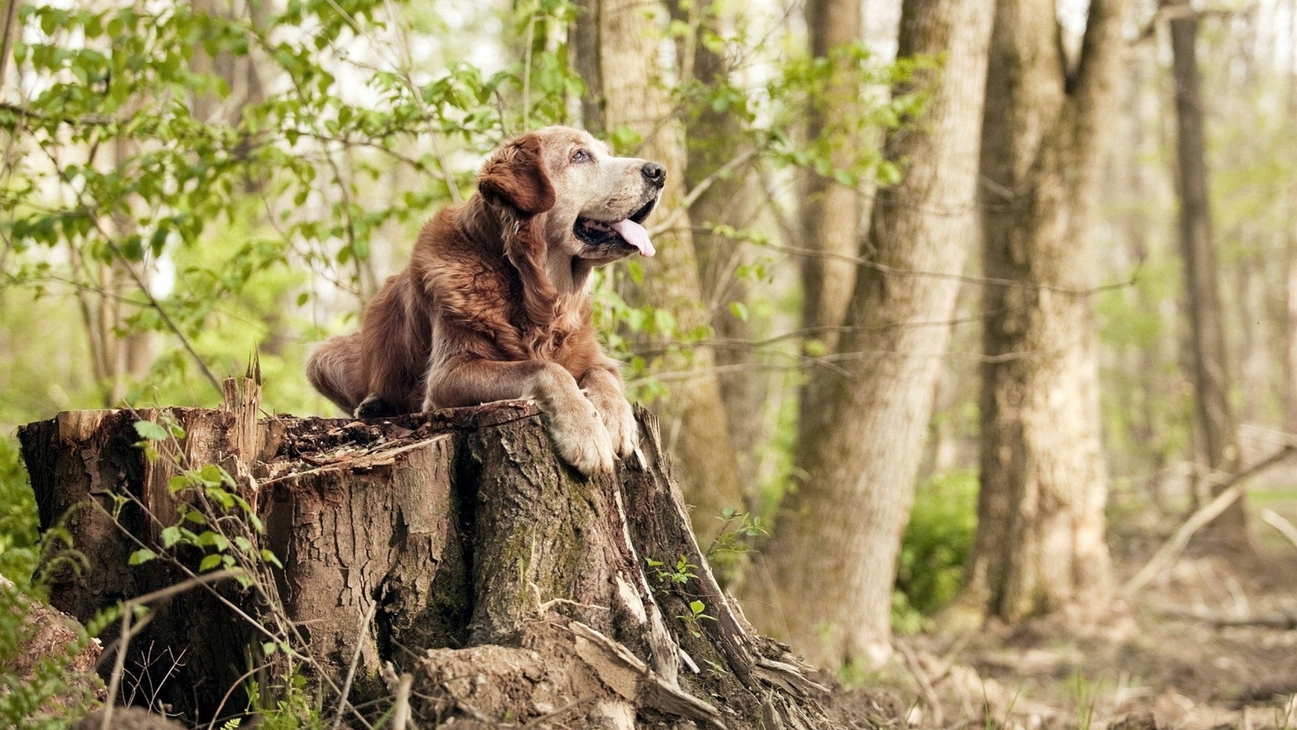 赛道与球场的共鸣，从F1年度争冠焦点战到湖人生死战取胜山西队的竞技哲学