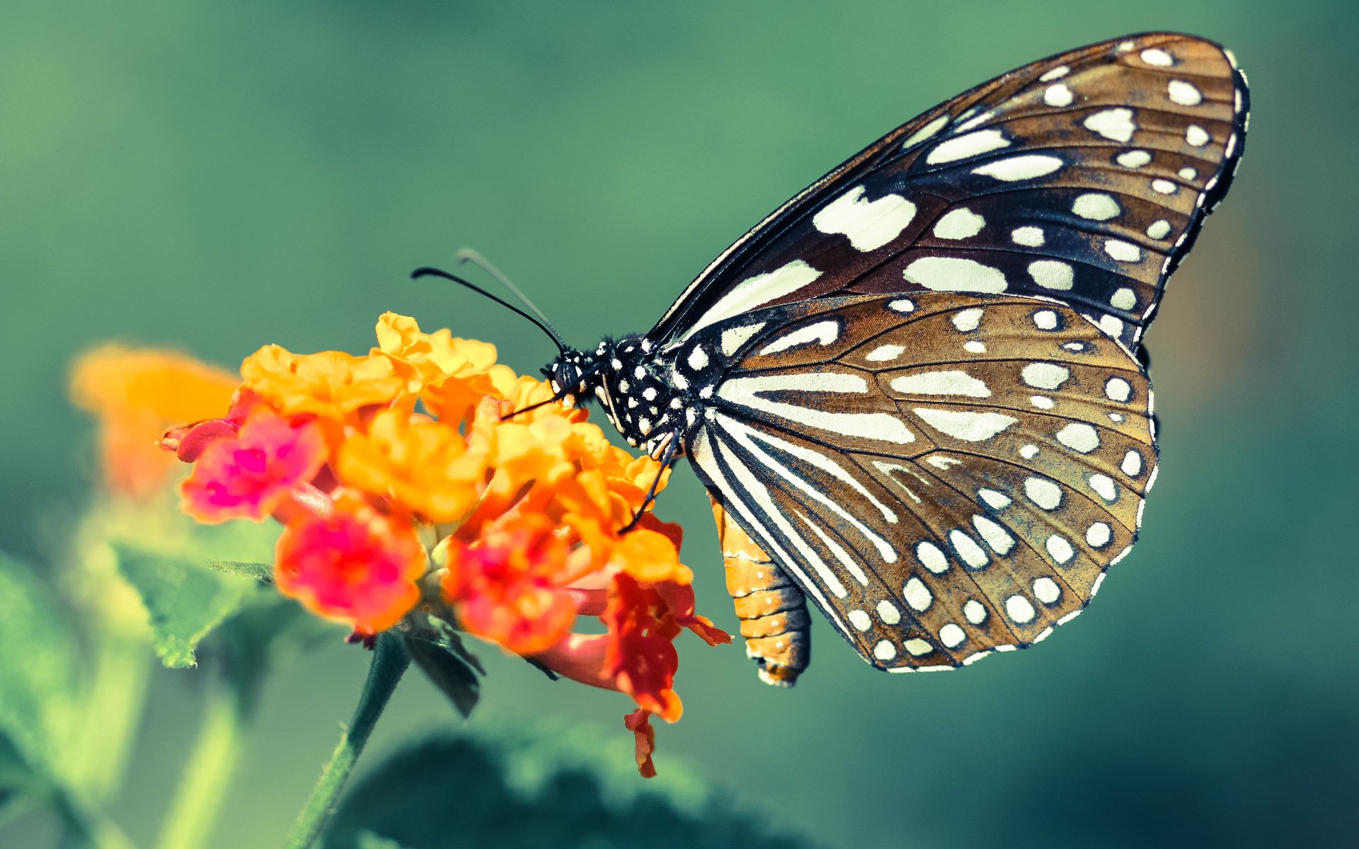 东契奇关键制胜,掘金关键战突围,广东队唯一制胜法则