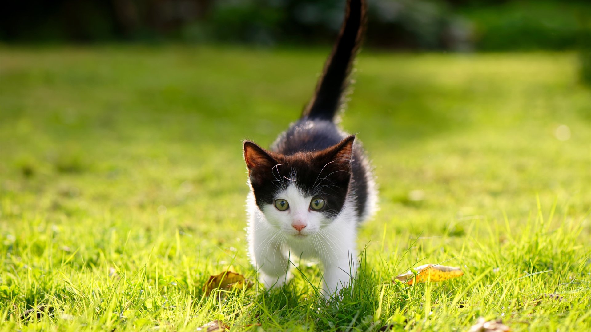 魔笛的笛声,如何让曼联的迷失号角沉默,一场淘汰赛揭示的唯一足球真理