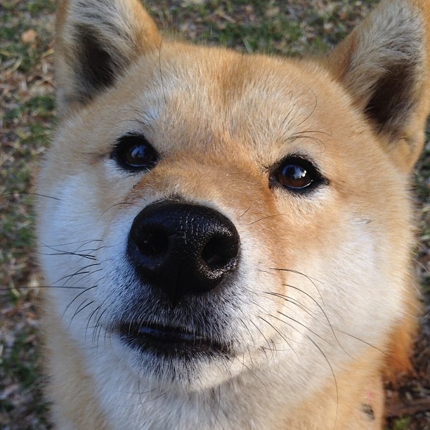 魔笛的笛声,如何让曼联的迷失号角沉默,一场淘汰赛揭示的唯一足球真理